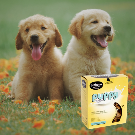 Pro Bono Puppy Biscuits 650g