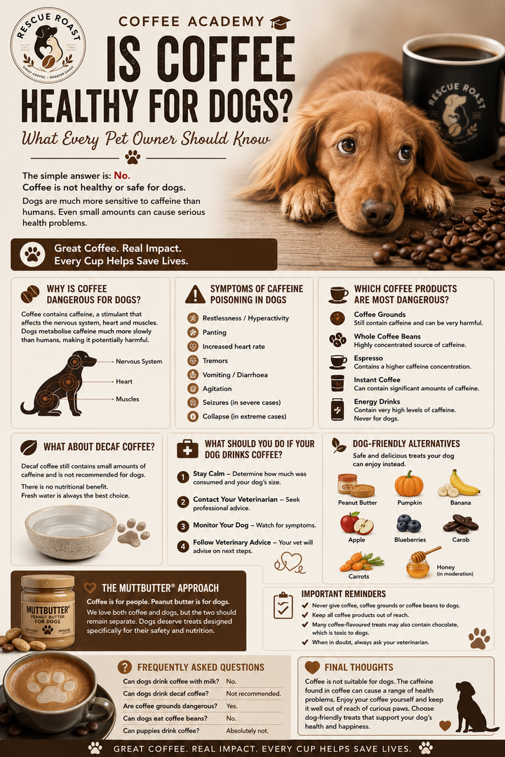 Is Coffee Healthy for Dogs?