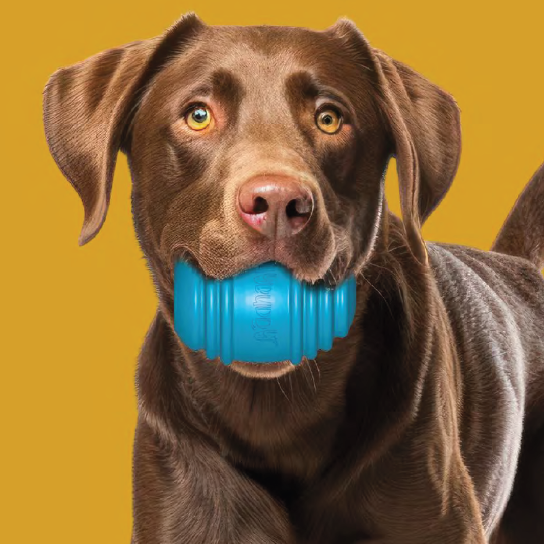 PlayBuddy Rubber Thrill – for dogs that love to chase, chew, and be challenged (M/L/XL)