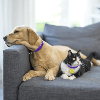 Calming Pheromone Collars for Dogs - 2pack
